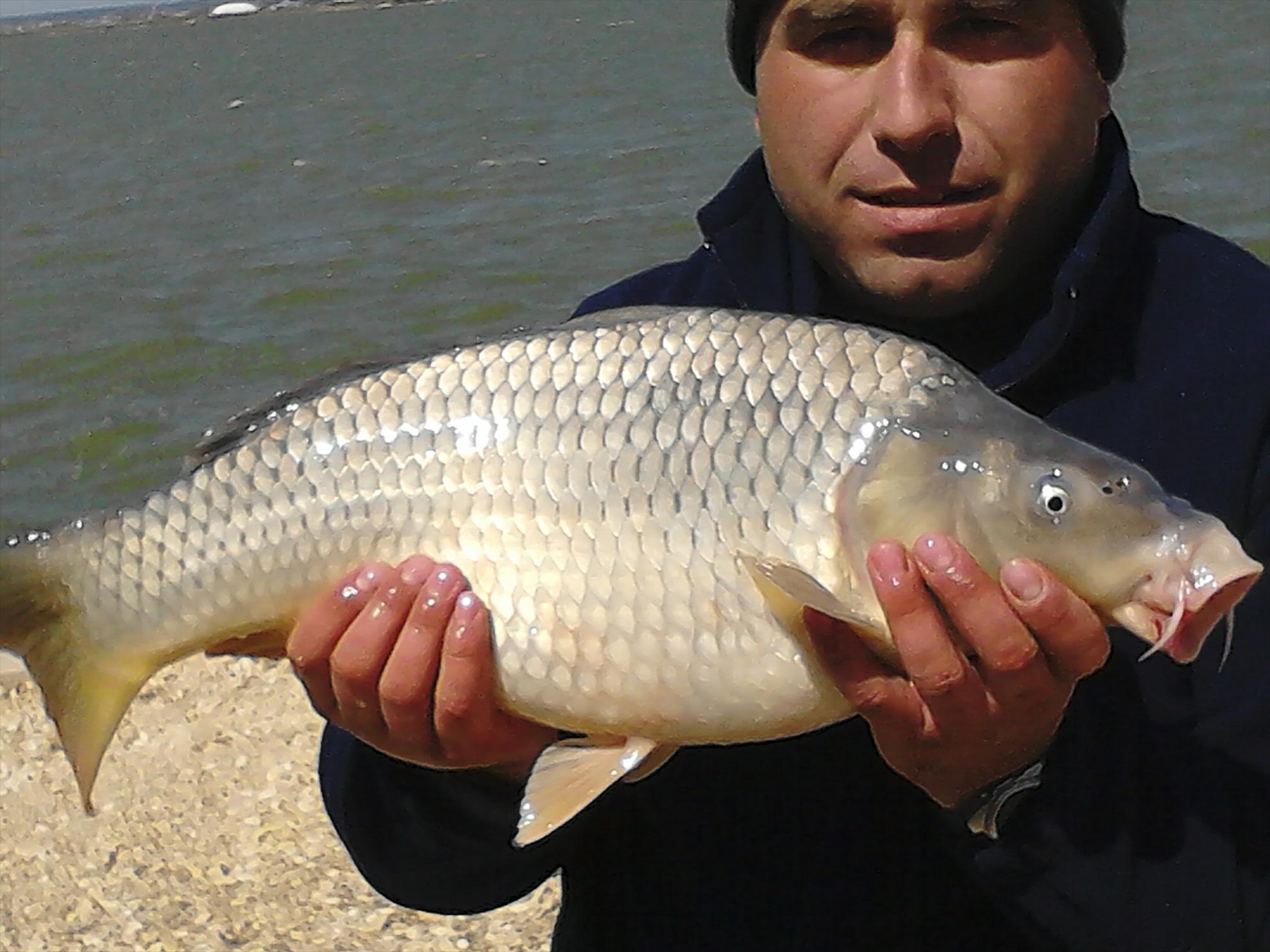 corbu - img201304171428540.jpg